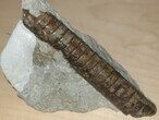 Killer Prochasmops Trilobite From Estonia - Super Rare #30810-6